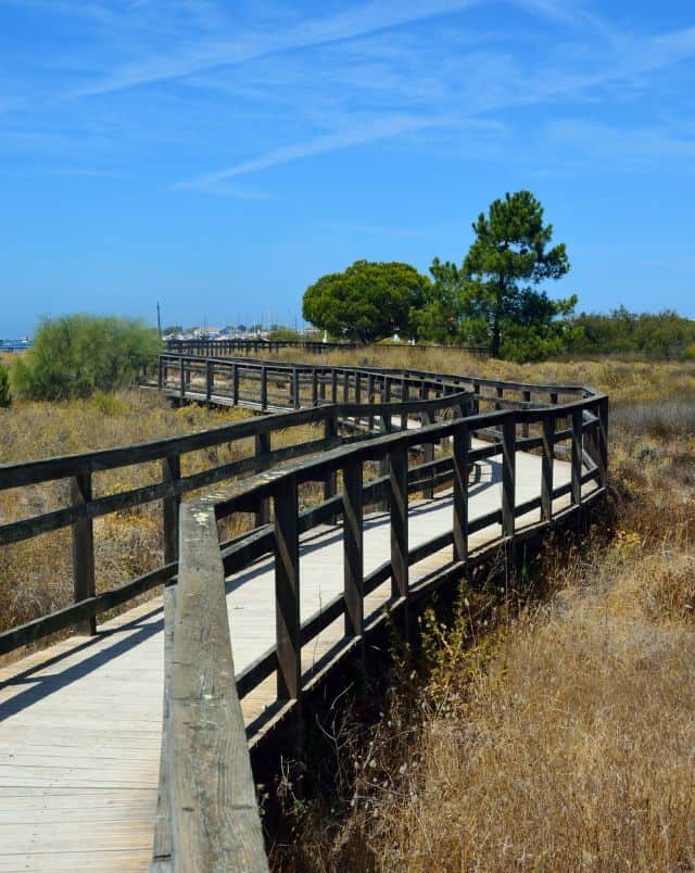 Top Tavira things to see, Wooden walkway with wooden railings winding through a field of tall grass past green trees towards buildings in the distance under a bright azure blue sky
