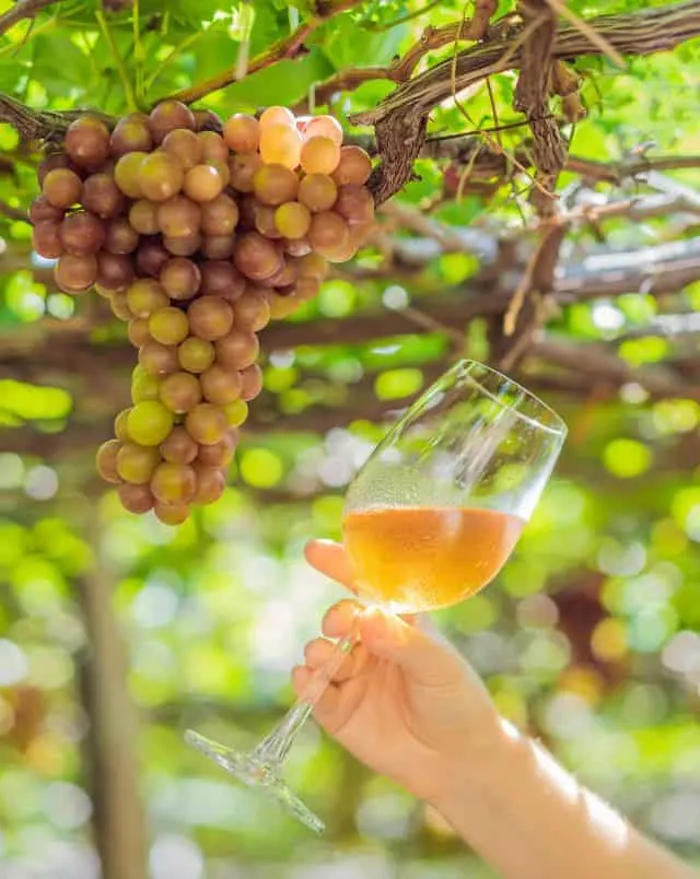 Close up shot of a bunch of grapes hanging from an overhead vine with someone holding a glass of wine up to them