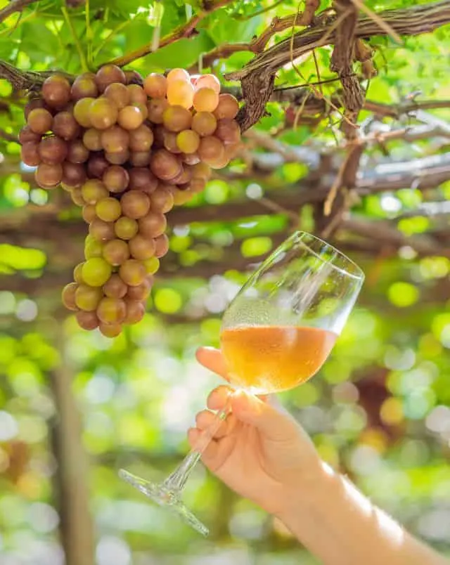 Close up shot of a bunch of grapes hanging from an overhead vine with someone holding a glass of wine up to them in a winery in wisconsin