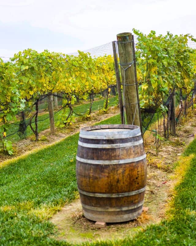 best wineries in Madison Wisconsin, A single wooden barrel standing in a vineyard next to a wooden post and lines of green plants