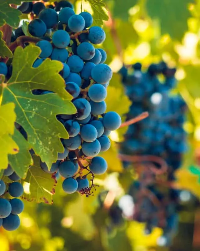 Close up shot of bunches of blue grapes hanging amongst green leaves