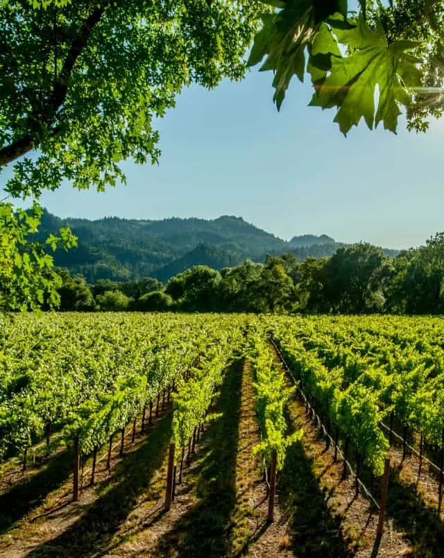 View looking out across the rows of green plants in a vineyard with rolling hills covered in forest behind