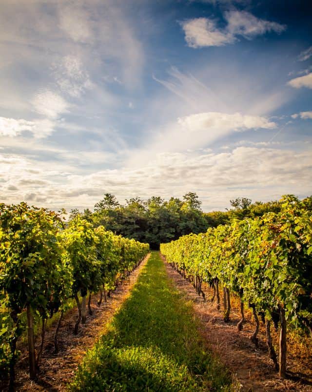 Southern Wisconsin winery, View looking along the rows of green plants in a vineyard under a dramatic blue sky with lots of clouds in the sunshine