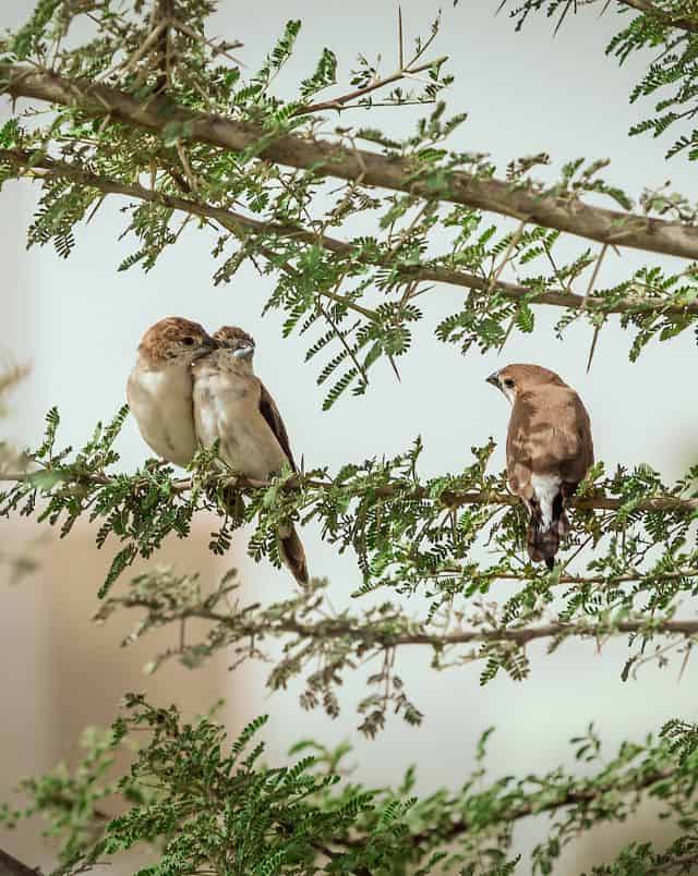 visit Algarve in October, Close up shot of three small brown birds sitting among the thin branches of a tree with small green leaves