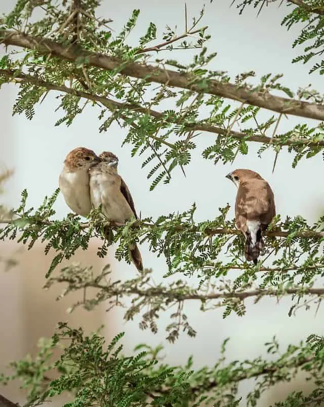 Enjoy Door County in spring, Close up shot of three small brown birds sitting among the thin branches of a tree with small green leaves