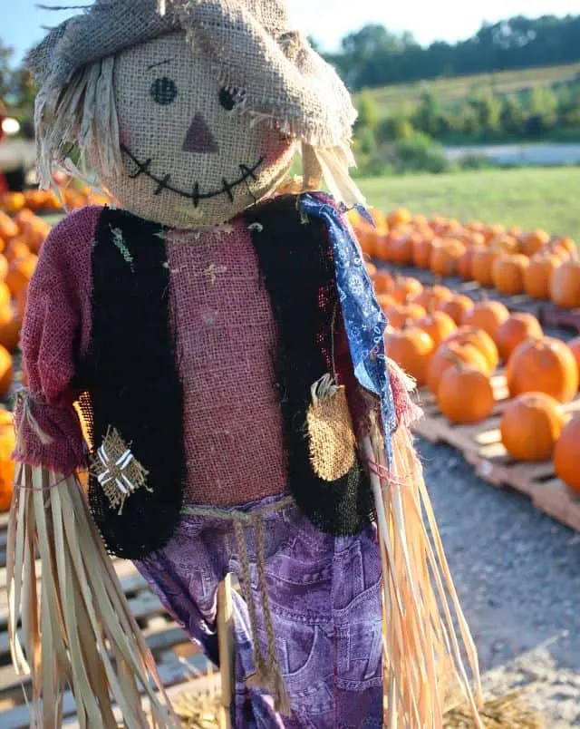 Fun Halloween events in Milwaukee, Knit scarecrow with floppy kit hat, red shirt and black vest and purple skirt standing next to rows of pumpkins
