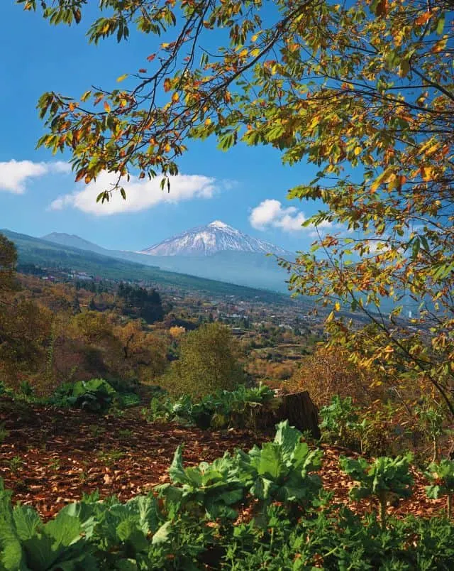 View of hillside covered in green areas and tall trees with branches and fallen autumnal leaves in the foreground and a large snow-covered mountain in the distance under a bright blue sky with white clouds