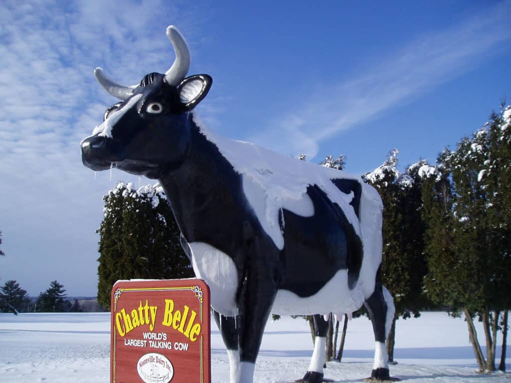 fun Wisconsin oddities, Statue of wide-eyed black and white cow with sign in front which reads "Chatty Belle, world's largest talking cow" standing in front of a row of green bushes under a layer of white snow on a bright sunny day