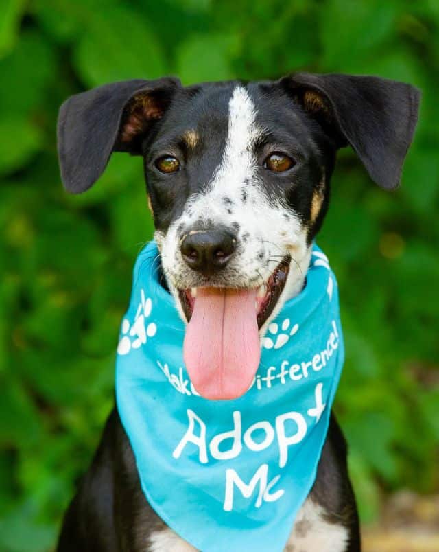 Fun Milwaukee September events, Portrait of happy black and white dog with floppy ears and its tongue hanging out whilst wearing a blue neckerchief emblazoned with the words: Make a difference! Adopt me