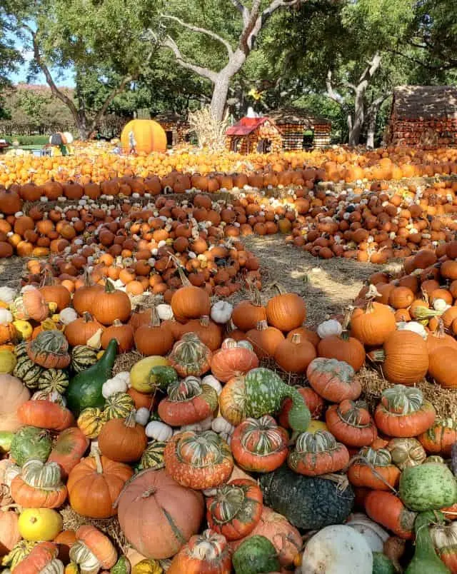 View of large field of many different kinds of pumpkins in different shapes and sizes all piled up together in the sun with green trees behind