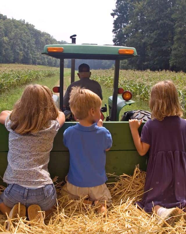 fall festivals in Southern Wisconsin, Three young children sitting in the back of a cart being pulled by an old man in a tractor through a field of tall crops lined with taller green trees