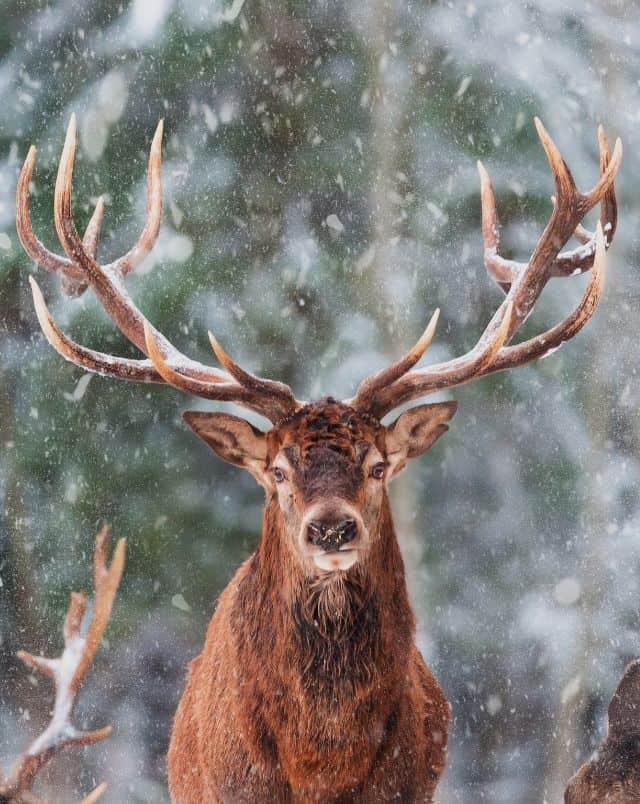 Best Wisconsin November events, Portrait photograph of a stag with large antlers looking at the viewer in front of a background of blurry green trees and falling white snow