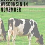 Pin with image of three cows grazing in a field of lush green grass with a hill covered in green trees in the background, caption reads: Ultimate Guide to Wisconsin in November from paulinaontheroad.com