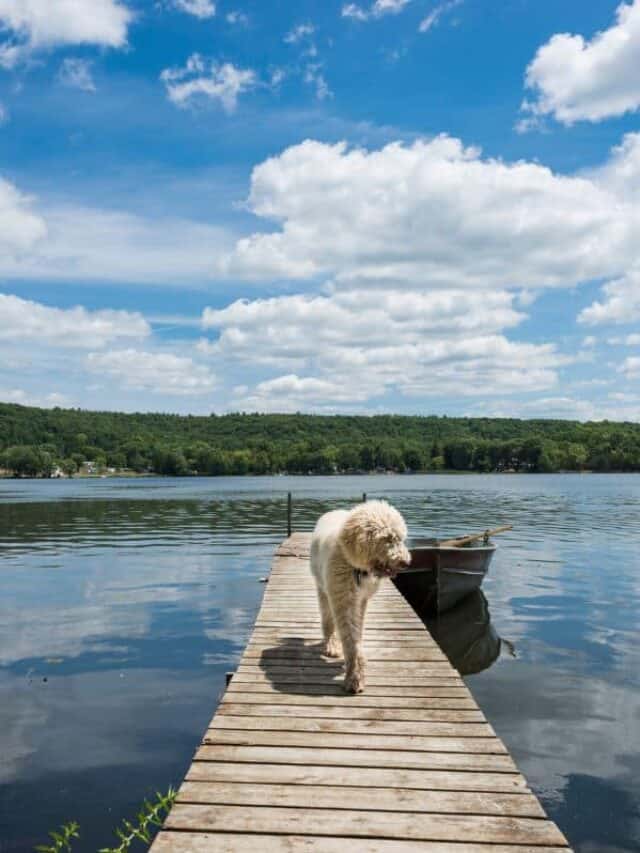 dog on a dock at a lake in Wisconsin on a bright day