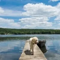 dog on a cabin dock at one of the best pet-friendly lake cabins in Wisconsin