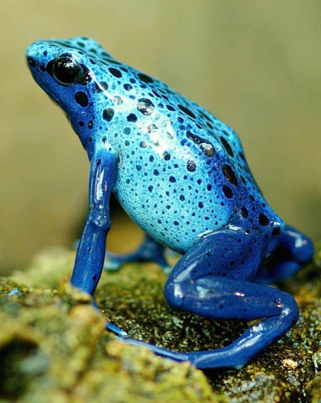 things to do in the Algarve in December, Close up shot of a vibrantly colored blue frog with black spots all shining with a glossy sheen