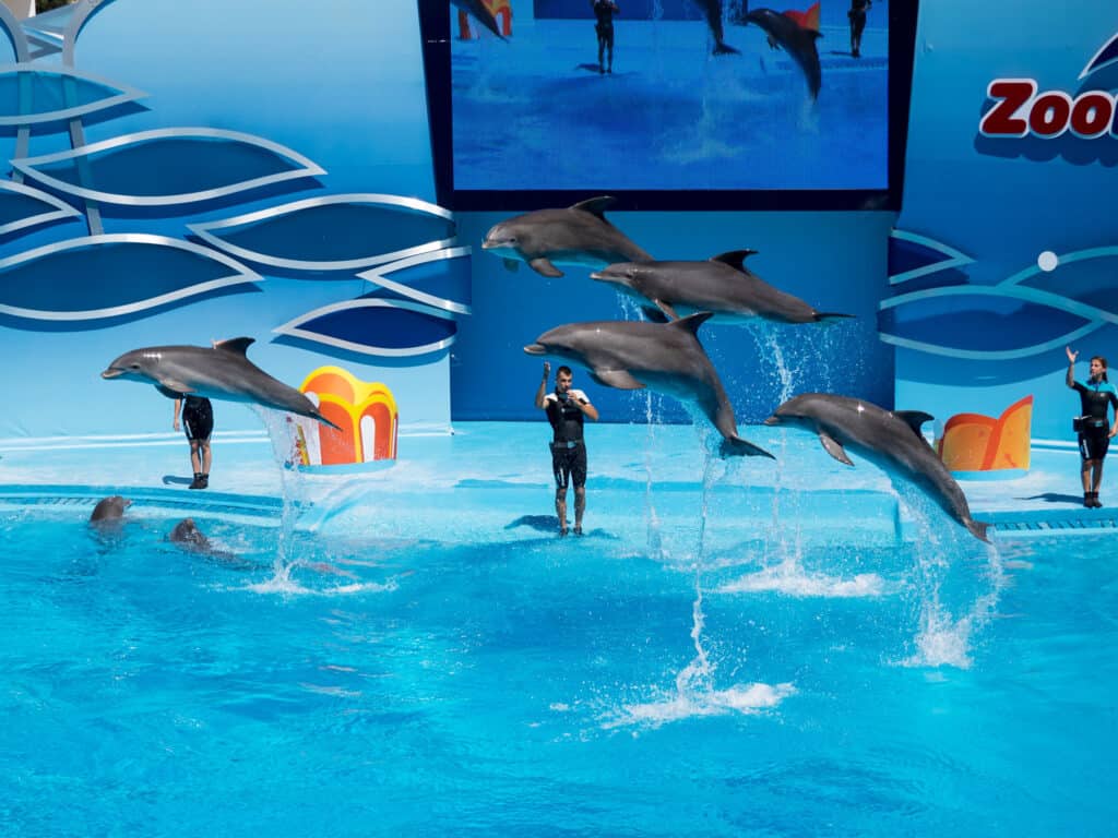 A group of dolphins performing tricks in a water park with trainers nearby.
