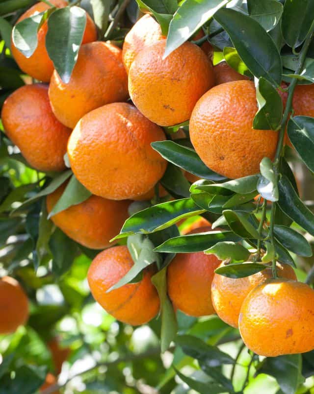 things to do near Silves Portugal, Close up shot of vibrant oranges hanging from the branches of a leafy green orange tree in the sunlight