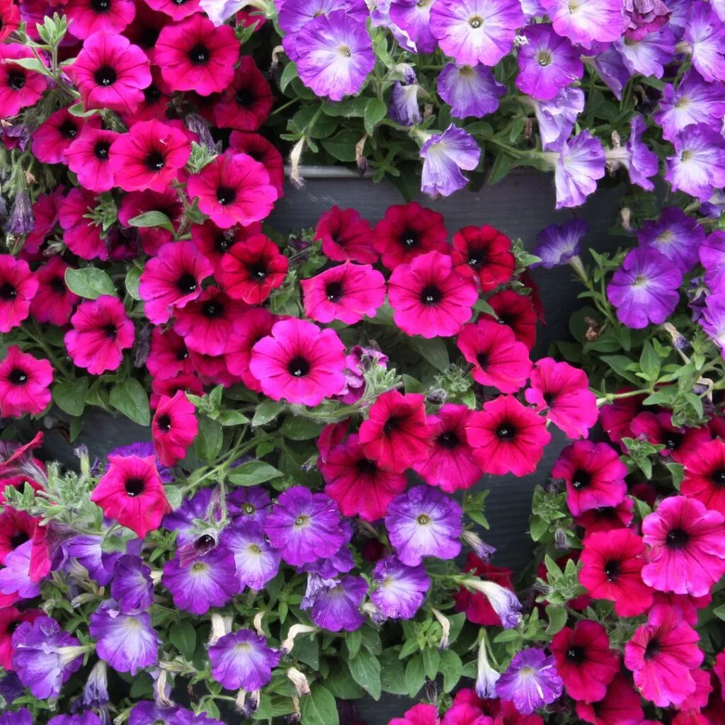 purple and pink flowers are growing in a planter