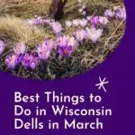 Pin with image of person in walking boots seen from the knees down as they walk along a hillside covered in grass and bright purple flowers under a bright sun, caption reads: Best Things to Do in Wisconsin Dells in March, Wisconsin from Paulina on the Road