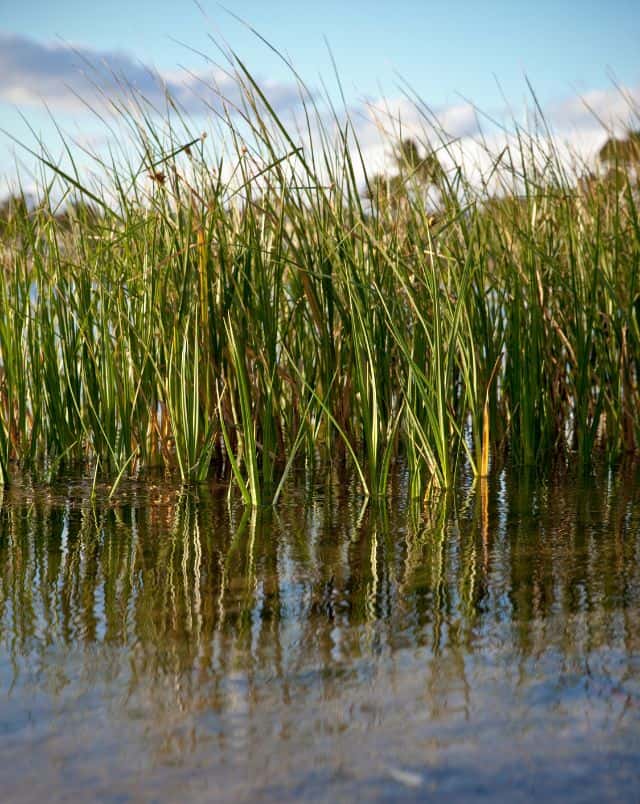 things to do in Vilamoura, View of tall grass reeds standing half submerged in a pool of water under a bright blue sky with fluffy clouds