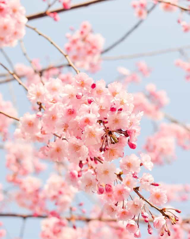 visit the cherry trees in Wisconsin in May, Close up shot of a cluster of vibrant pink cherry blossoms on the branches of a cherry tree with other clusters behind