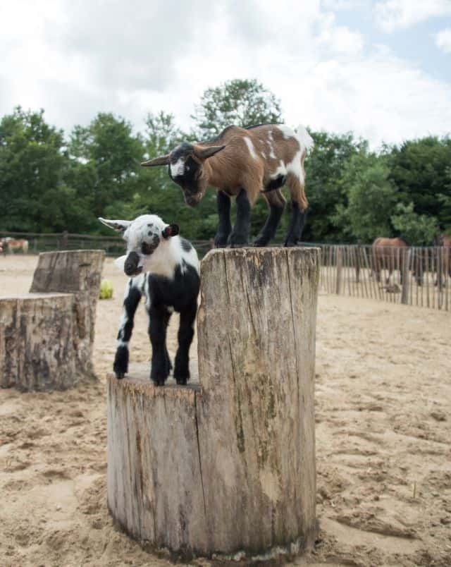 fun things to do in Monchique, two small kid goats standing atop a carved two level tree stump in an open enclosure next to other animals separated by a wire fence with a backdrop of green trees all under a bright cloudy sky