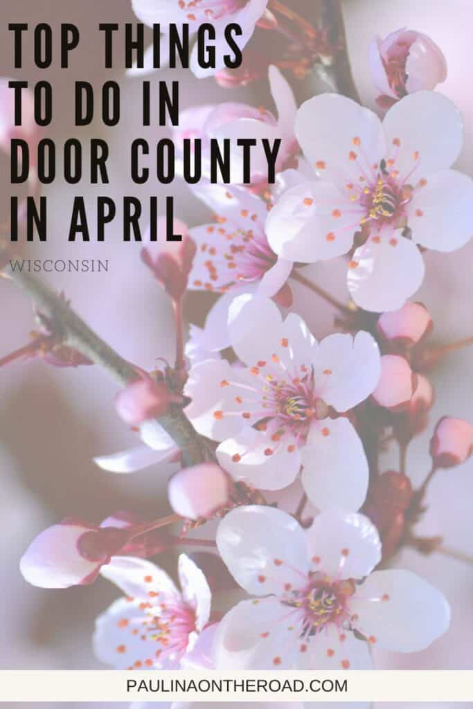 Pin with image of a close up shot of white flowers with pink buds on the end of some green stalks, caption reads: Top Things to Do in Door County in April, Wisconsin from paulinaontheroad.com