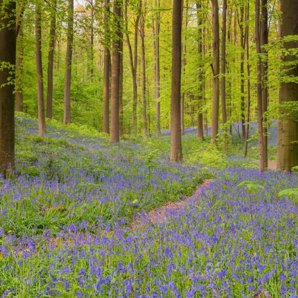 violet flowers growing on a land with trees in the forest