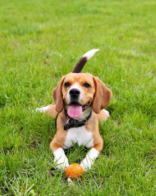 Smiling beagle dog with his big pink tongue sticking out resting on lush green grass with a small orange ball in front of him
