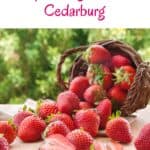 Pin with image of an upturned wicker punnet of red strawberries spilling out onto a wooden table in front of a sunlit patch of green foliage, caption reads: Wisconsin, Unique Things to Do in Cedarburg from paulinaontheroad.com