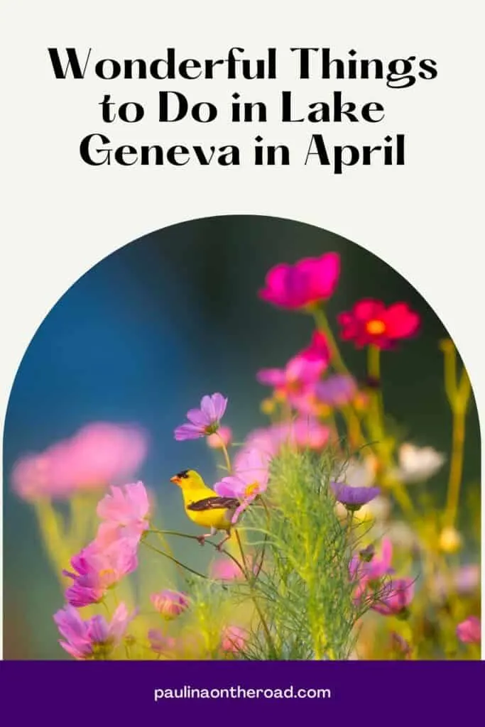Pin with image of a close up shot of a small bright yellow bird with dark wings sitting on the stem of a plant with pink and red flowers, caption reads: Wonderful Things to Do in Lake Geneva in April from paulinaontheroad.com