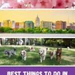Pin with three images, 1st is close up shot of pink flowers blooming on tree branches, 2nd is of a city skyline in Wisconsin with colorful office buildings surrounding a central white domed building with spire in front of a bright yellow sky at sunset, 3rd is of a group of different breeds of dog all walking with their tongues hanging out on the grass in a park with green trees behind, caption reads: Best Things to Do in Wisconsin in May from paulinaontheroad.com