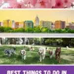 Pin with three images, 1st is close up shot of pink flowers blooming on tree branches, 2nd is of a city skyline in Wisconsin with colorful office buildings surrounding a central white domed building with spire in front of a bright yellow sky at sunset, 3rd is of a group of different breeds of dog all walking with their tongues hanging out on the grass in a park with green trees behind, caption reads: Best Things to Do in Wisconsin in May from paulinaontheroad.com