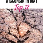 Pin with image of a dark blossom tree densely covered in white blooms with the setting orange sun shining through from behind, caption reads: Things to Do in Wisconsin in May, Top 12 from paulinaontheroad.com