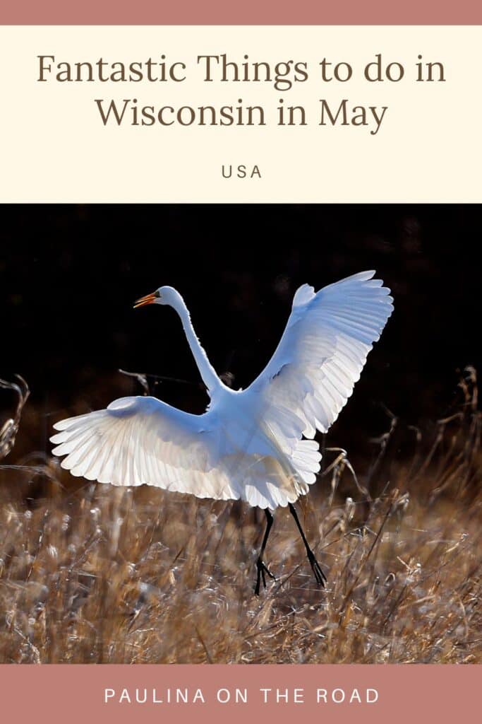 Pin with image of a swan about to take flight with wings spread in a field of amber long grass, caption reads: Fantastic Things to do in Wisconsin in May, USA from Paulina on the Road