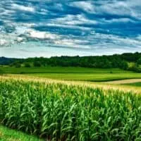 Fun Places to Visit in Wisconsin in April, View of rolling fields with tall green corn leading into rows of other green crops with trees dotting the hillside in the distance all under a dramatic cloudy sky