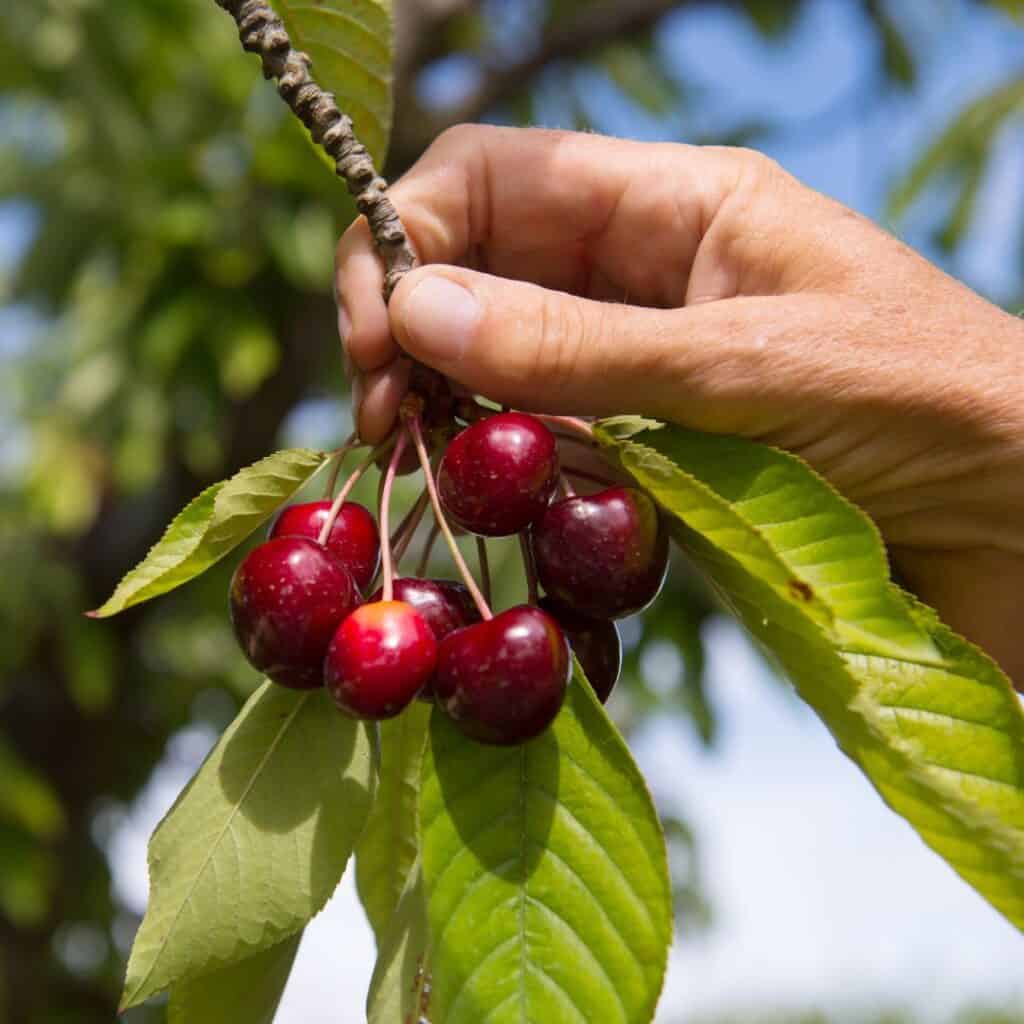 a close up of hands picking a cherry from a tree with leaves in the background
