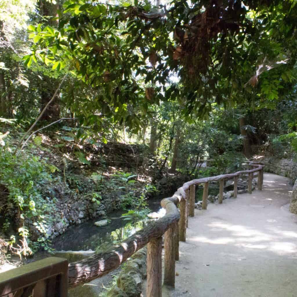 a wooden walkway trail leading to a small stream in the middle of the jungle