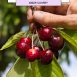 a close up of hands picking a cherry from a tree with leaves in the background