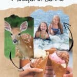 young deer with alert ears looking at camera; two girls smiling happily as they are swimming; three people holding ice cream with different flavors on sugar cones