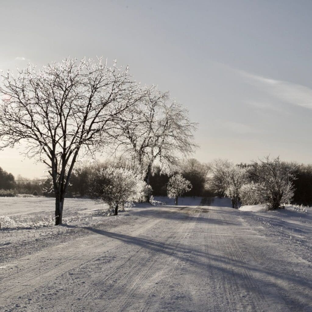 an image of a snowy road and white trees in the middle of a field
