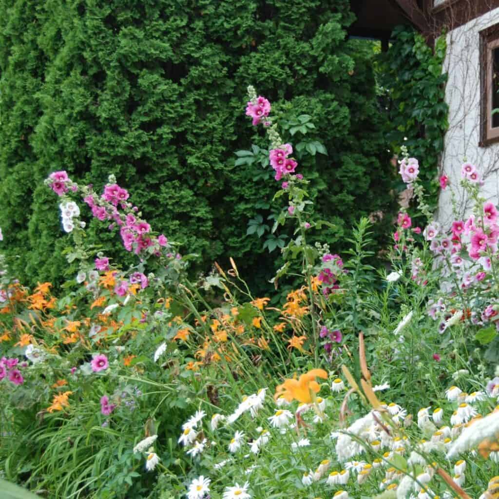 variety of wild growing flowers at black point estate and gardens in lake geneva wisconsin