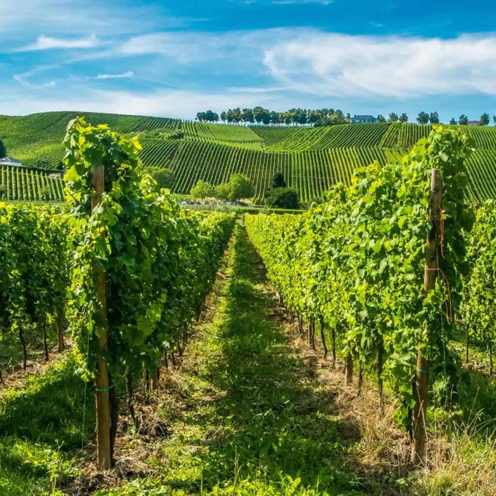 vineyeards along the moselle river in moselle luxembourg