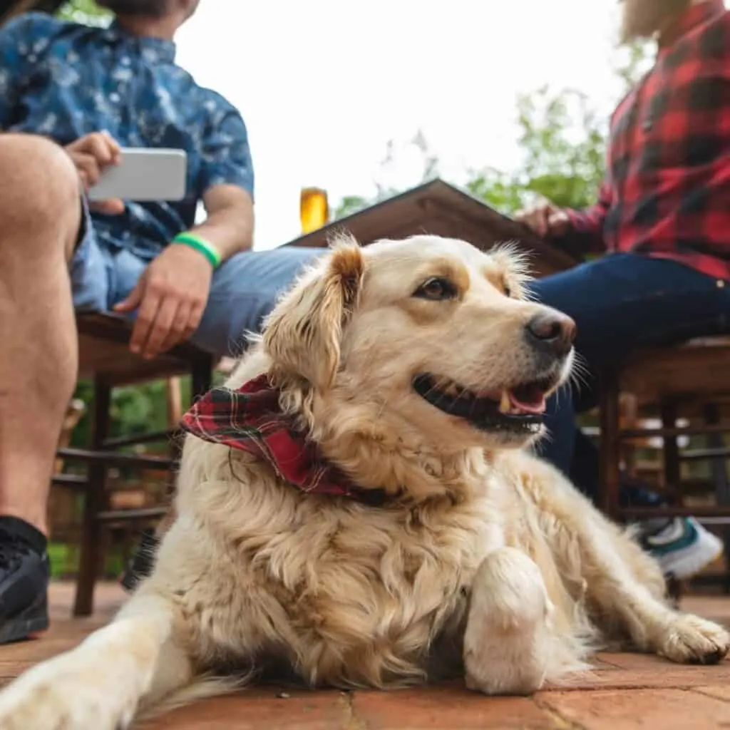 two individuals sitting at an outdoor table with a dog in wisconsin