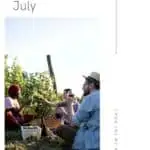 a group of people having a picnic on a vineyard with musical instruments and drinking wine
