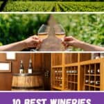 View looking along the rows of green plants in a vineyard under a dramatic blue sky with lots of clouds in the sunshine; Close up of two people's hands toasting glasses of white wine in front of a vineyard; a wine cellar wine bottles on top of a wooden barrel and shelves