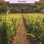 View looking out across the rows of green plants in a vineyard with rolling hills covered in forest behind