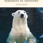 a polar bear swimming on the pool with its head above the water
