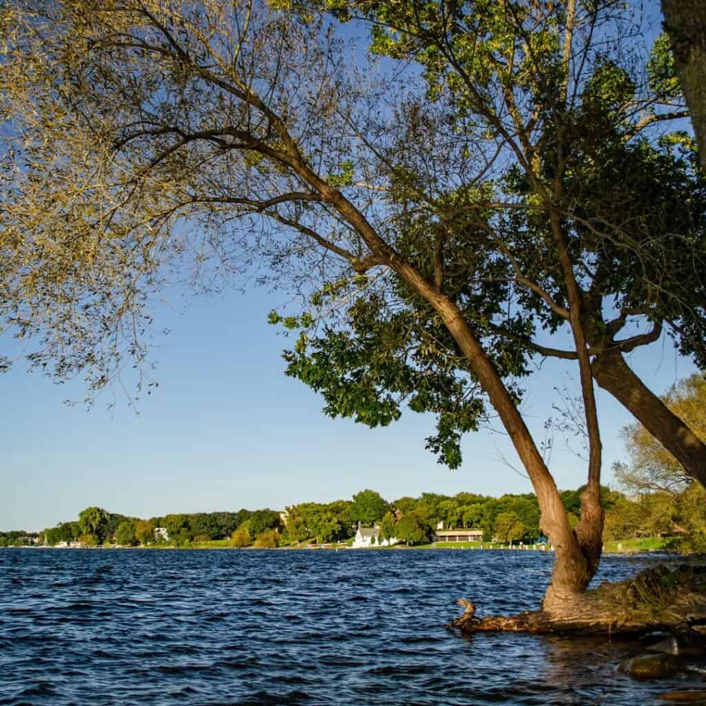 a tree sits on the shore of a lake with the trees and houses at the back